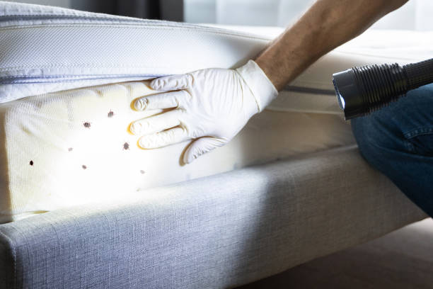 Best Residential Pest Control  in Wallace, NC
