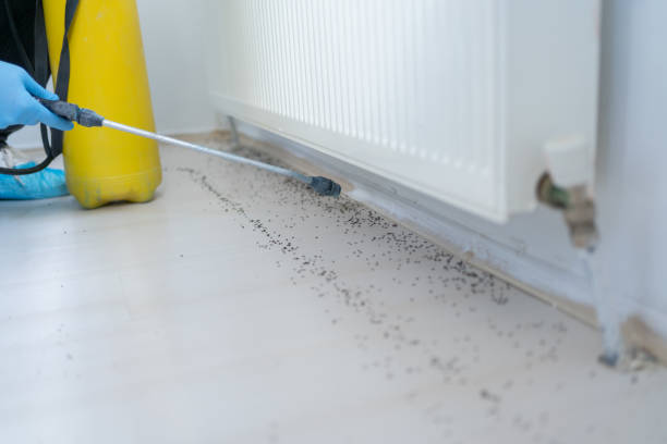 Best Insect Control  in Wallace, NC