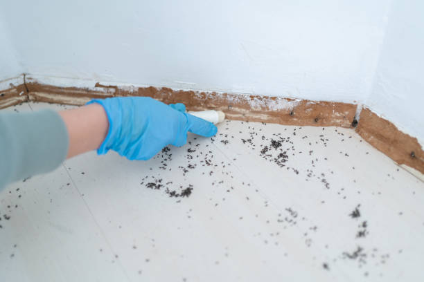Best Affordable Pest Control Services  in Wallace, NC